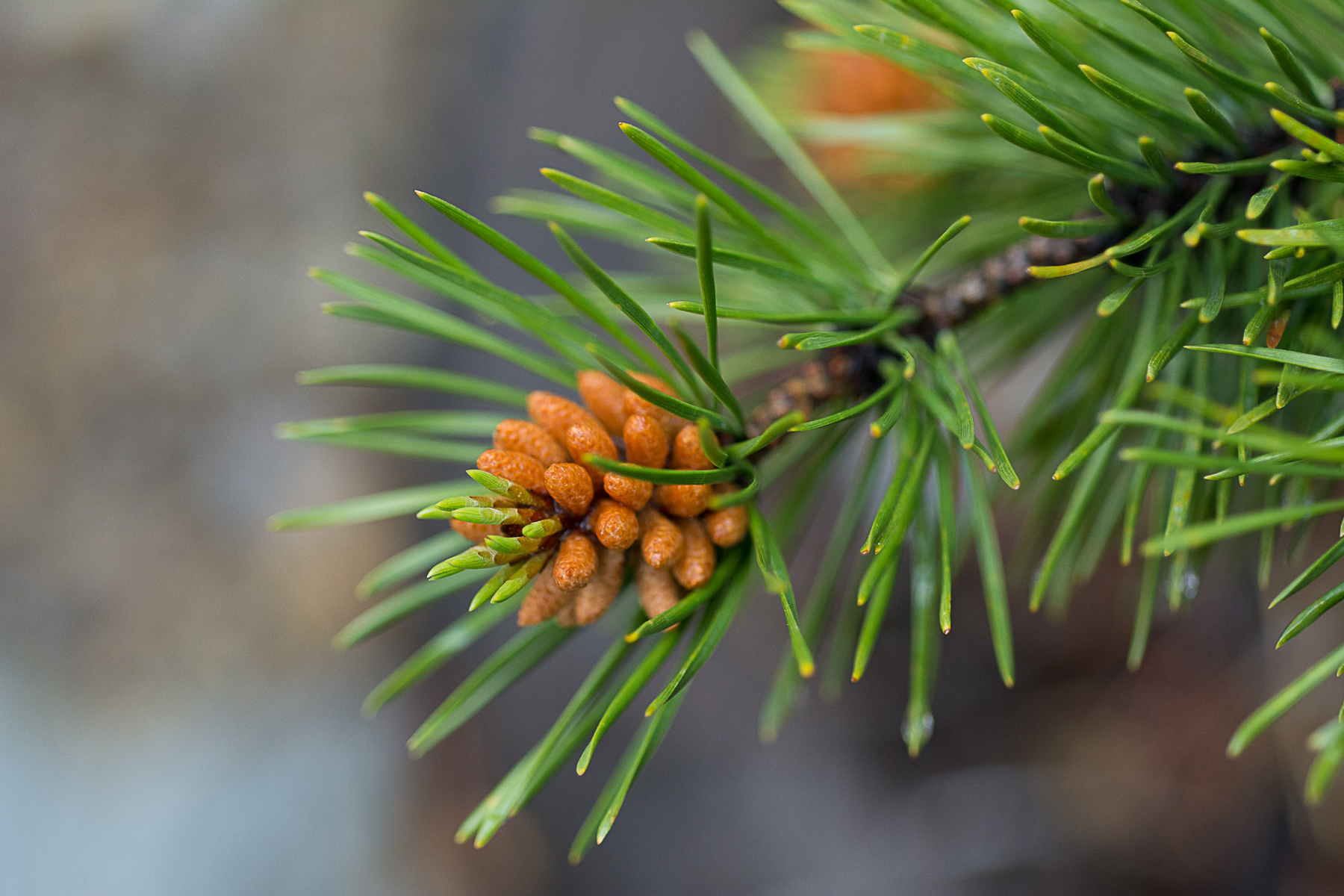 Spruce Needles Shutterbug